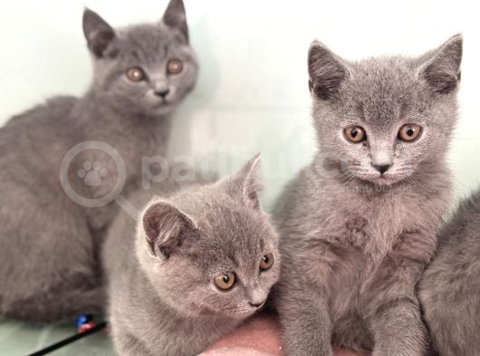 Ankarada Ziyarete Açık British Shorthair Yavrularımız görsel