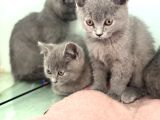 Ankarada Ziyarete Açık British Shorthair Yavrularımız