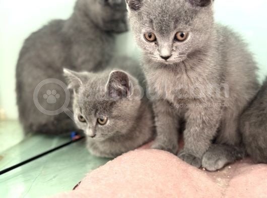 Ankarada Ziyarete Açık British Shorthair Yavrularımız görsel