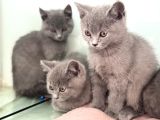 Ankarada Ziyarete Açık British Shorthair Yavrularımız