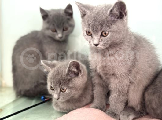 Ankarada Ziyarete Açık British Shorthair Yavrularımız görsel