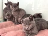 Ankarada Ziyarete Açık British Shorthair Yavrularımız