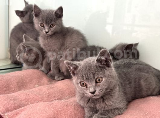Ankarada Ziyarete Açık British Shorthair Yavrularımız görsel