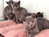 Ankarada ziyarete açık british shorthair yavrularımız
