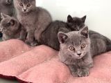 Ankarada Ziyarete Açık British Shorthair Yavrularımız