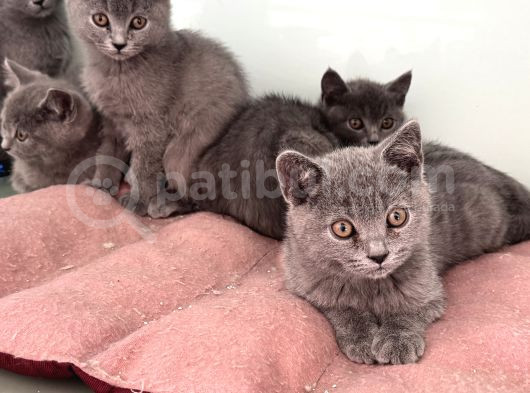 Ankarada Ziyarete Açık British Shorthair Yavrularımız görsel