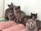 Ankarada Ziyarete Açık British Shorthair Yavrularımız