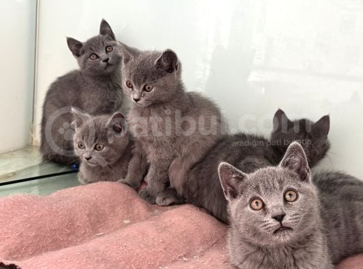 Ankarada Ziyarete Açık British Shorthair Yavrularımız görsel