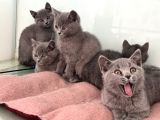 Ankarada Ziyarete Açık British Shorthair Yavrularımız