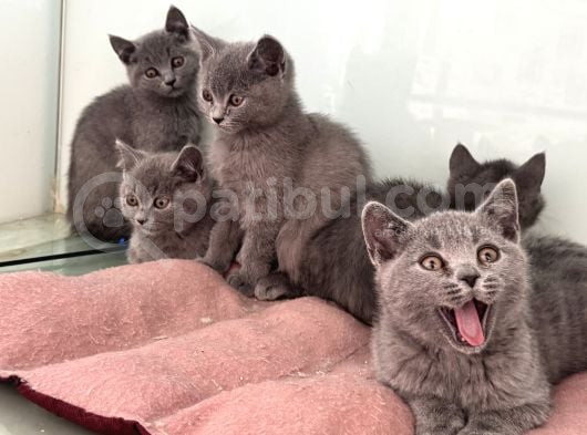 Ankarada Ziyarete Açık British Shorthair Yavrularımız görsel