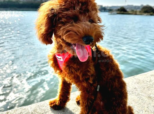 Safkan Bakimli Poodle