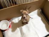 American Bully XXL Erkek İstanbul elden teslim olur