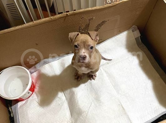 American Bully Xxl Erkek İstanbul Elden Teslim Olur