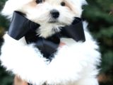 Petmode Köpek Çiftliğinde  Ziyarete Açık Kore Kan Maltese