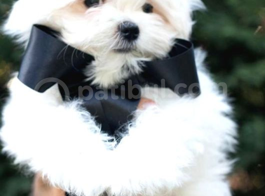 Petmode Köpek Çiftliğinde  Ziyarete Açık Kore Kan Maltese görsel