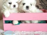 Petmode köpek çiftliğinde  ziyarete açık kore kan maltese