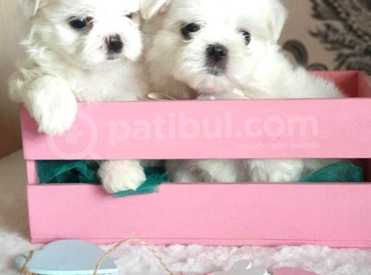Petmode Köpek Çiftliğinde  Ziyarete Açık Kore Kan Maltese