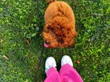 Safkan Bakimli Poodle