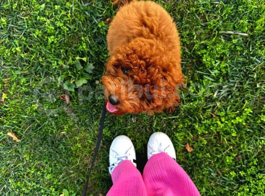 Safkan Bakimli Poodle görsel