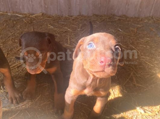 Kaliteli Doberman Yavruları Kızıl İstanbul Elden Teslim Olur