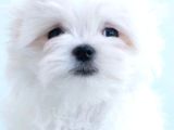 Petmode Köpek Çiftliğinde  Ziyarete Açık Kore Kan Maltese
