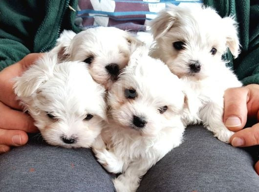 Maltese Terri̇er Yavrulari