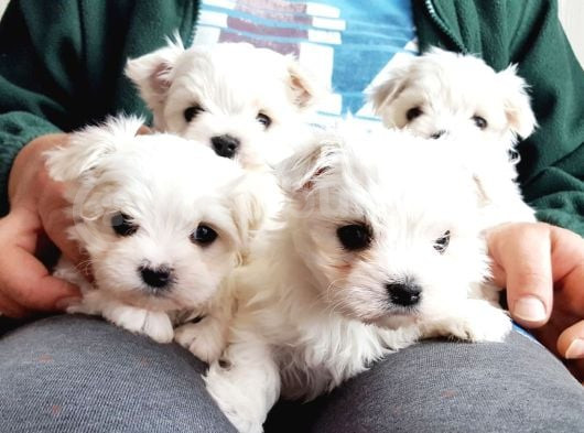Maltese Terri̇er Yavrulari görsel