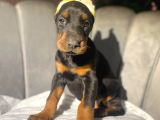 Orji̇nal Esteti̇kli̇ Ki̇ng Doberman Yavrulari