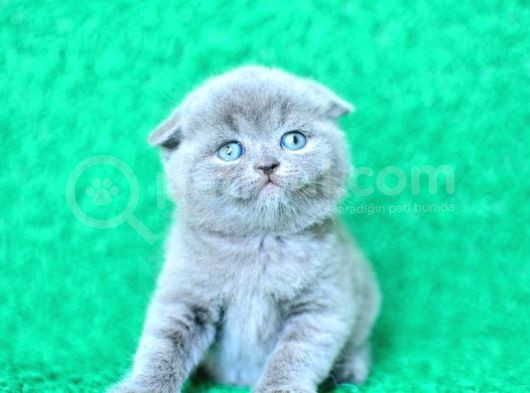 Mükemmel Gri Scottish Fold Shorthair