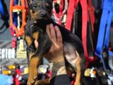 Eğitimli ve Estetikli Doberman King Dişi ve erkek Yavrular