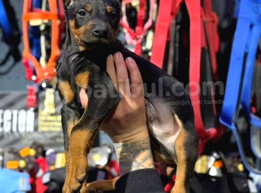 Eğitimli Ve Estetikli Doberman King Dişi Ve Erkek Yavrular