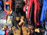 Eğitimli Ve Estetikli Doberman King Dişi Ve Erkek Yavrular