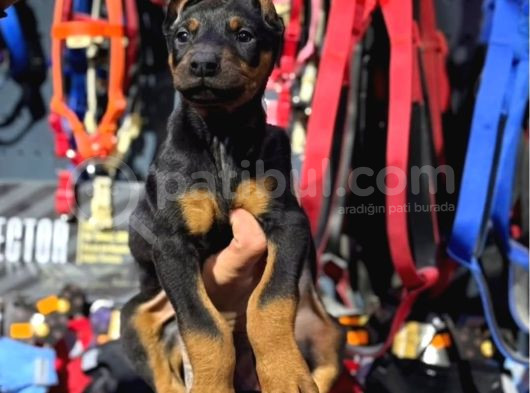 Eğitimli Ve Estetikli Doberman King Dişi Ve Erkek Yavrular görsel