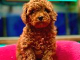 Red Toypoodle Yavrumuz Metropol Güvencesiyle Sizlerle