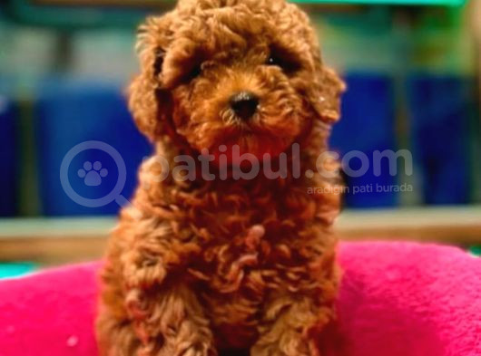 Red Toypoodle Yavrumuz Metropol Güvencesiyle Sizlerle görsel