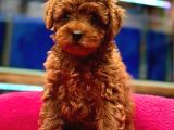 Red Toypoodle Yavrumuz Metropol Güvencesiyle Sizlerle
