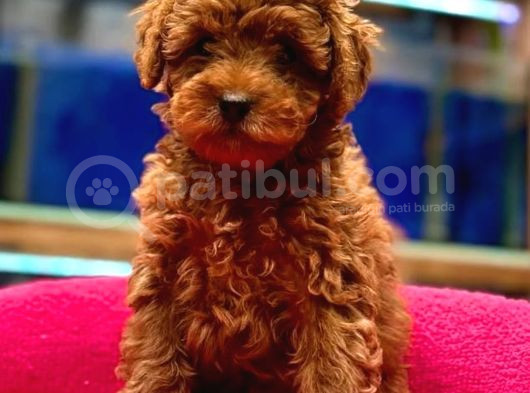 Red Toypoodle Yavrumuz Metropol Güvencesiyle Sizlerle görsel