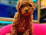 Red ToyPoodle Yavrumuz Metropol Güvencesiyle sizlerle