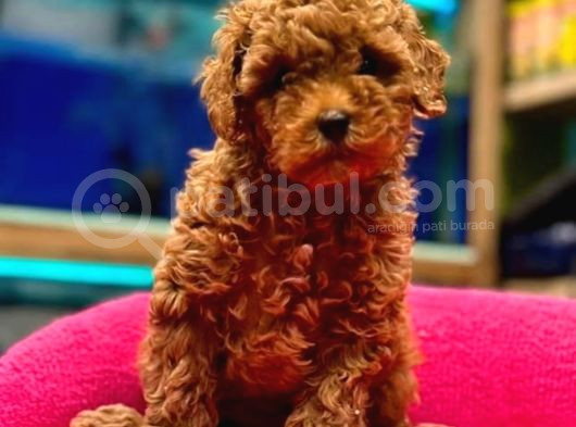 Red Toypoodle Yavrumuz Metropol Güvencesiyle Sizlerle