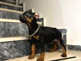Estetikli ve eğitimli King doberman yavrularımız