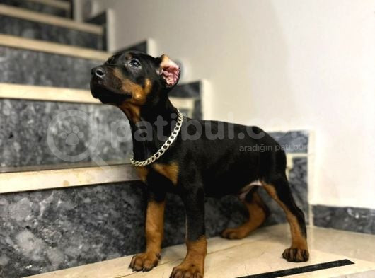 Estetikli Ve Eğitimli King Doberman Yavrularımız