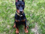 Bayramdaki eksiğin estetikli biblo gibi yavru Black doberman