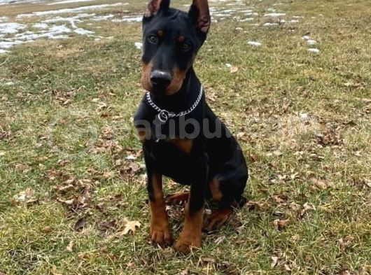 Bayramdaki Eksiğin Estetikli Biblo Gibi Yavru Black Doberman görsel