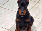 Bayramdaki Eksiğin Estetikli Biblo Gibi Yavru Black Doberman