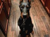 Bayramdaki Eksiğin Estetikli Biblo Gibi Yavru Black Doberman