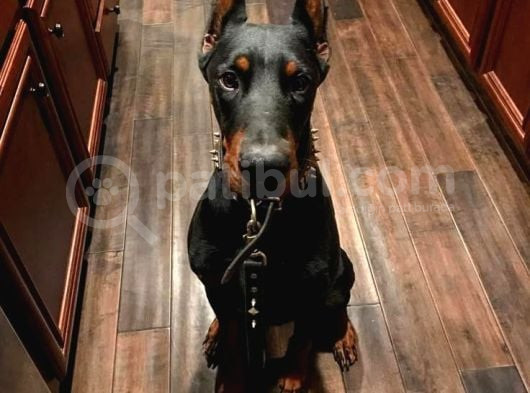 Bayramdaki Eksiğin Estetikli Biblo Gibi Yavru Black Doberman görsel