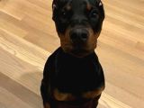 Bayramdaki Eksiğin Estetikli Biblo Gibi Yavru Black Doberman