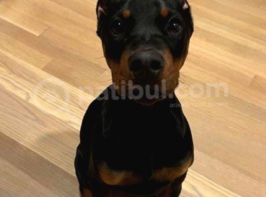 Bayramdaki Eksiğin Estetikli Biblo Gibi Yavru Black Doberman görsel