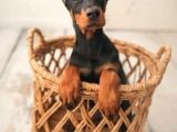 A kalite estetikli ve estetik siz doberman yavrular