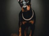 A Kalite Estetikli Ve Estetik Siz Doberman Yavrular